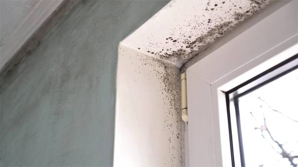 Best Mold Remediation  in Walkersville, MD