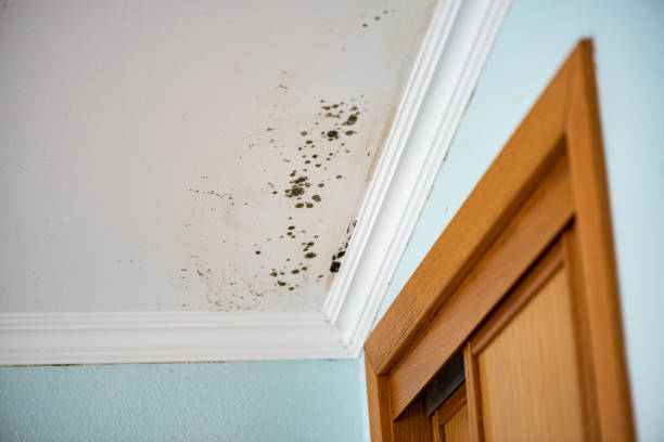 Best Attic Mold Removal  in Walkersville, MD