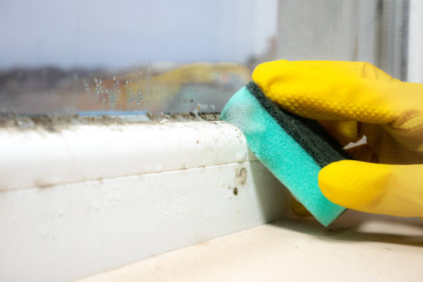 Mold Removal Process in Walkersville, MD