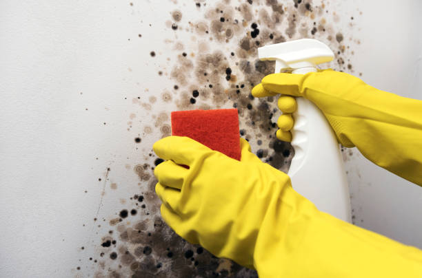 Professional Mold Removal in Walkersville, MD