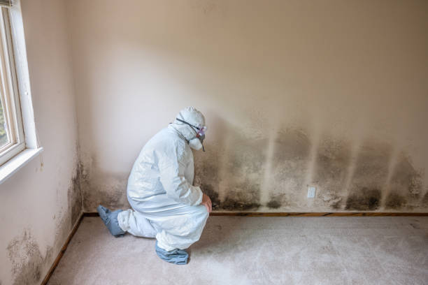 Best Mold Removal Process  in Walkersville, MD