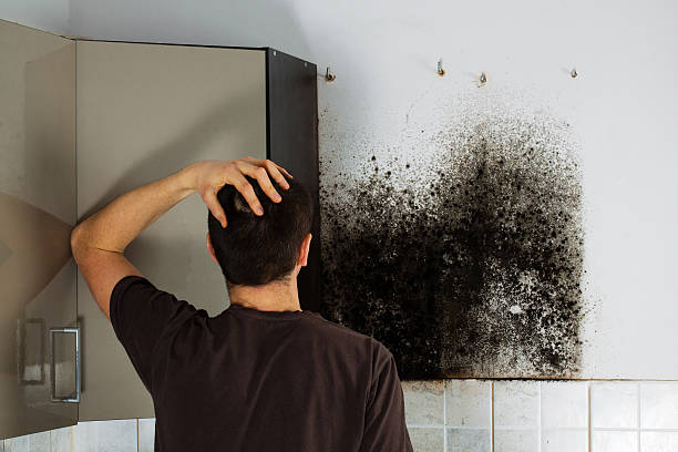 Best Same-Day Mold Removal  in Walkersville, MD