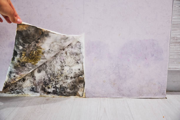 Best Local Mold Removal Service  in Walkersville, MD